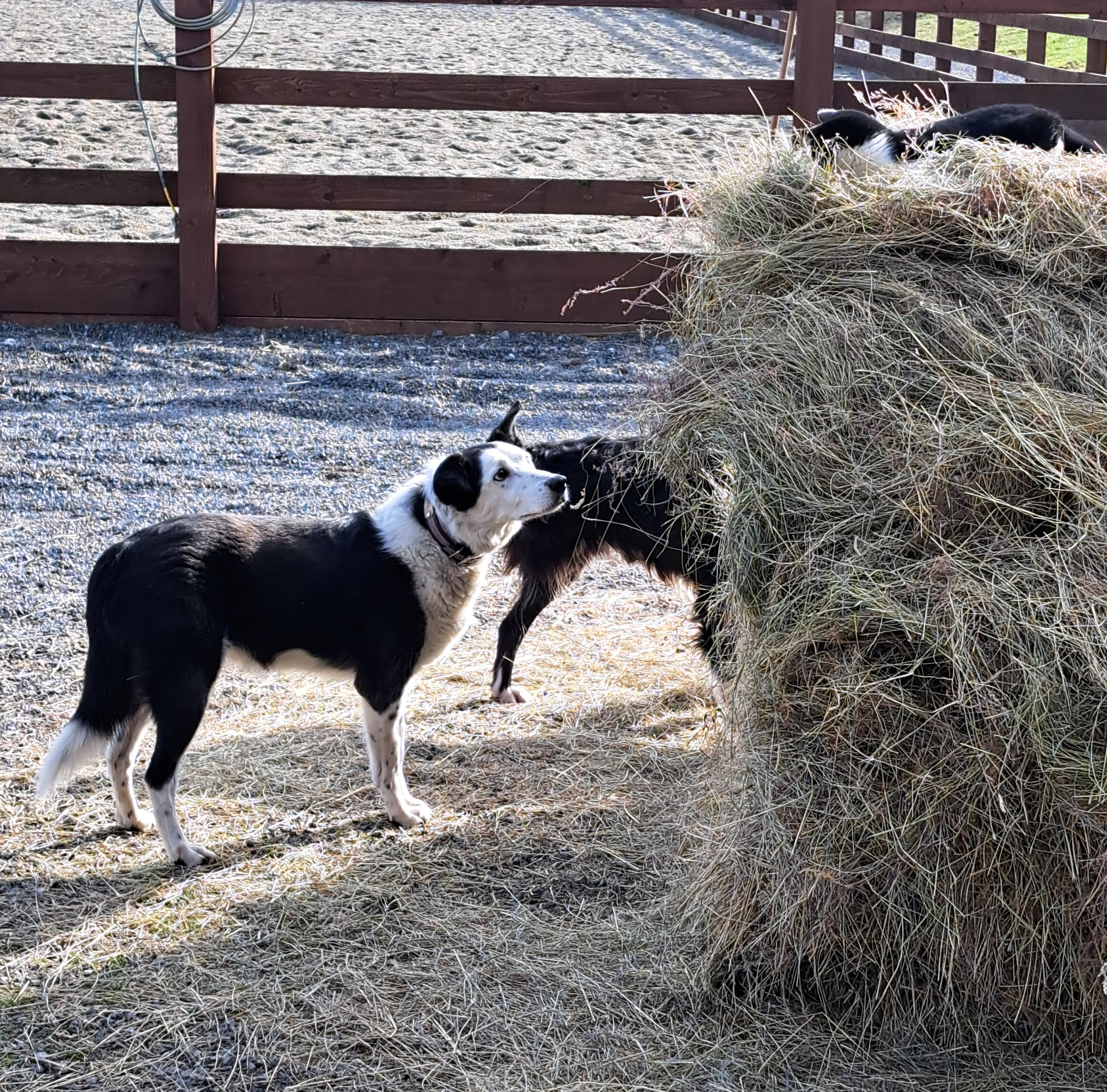 Dogs at Barn Doggies daycare