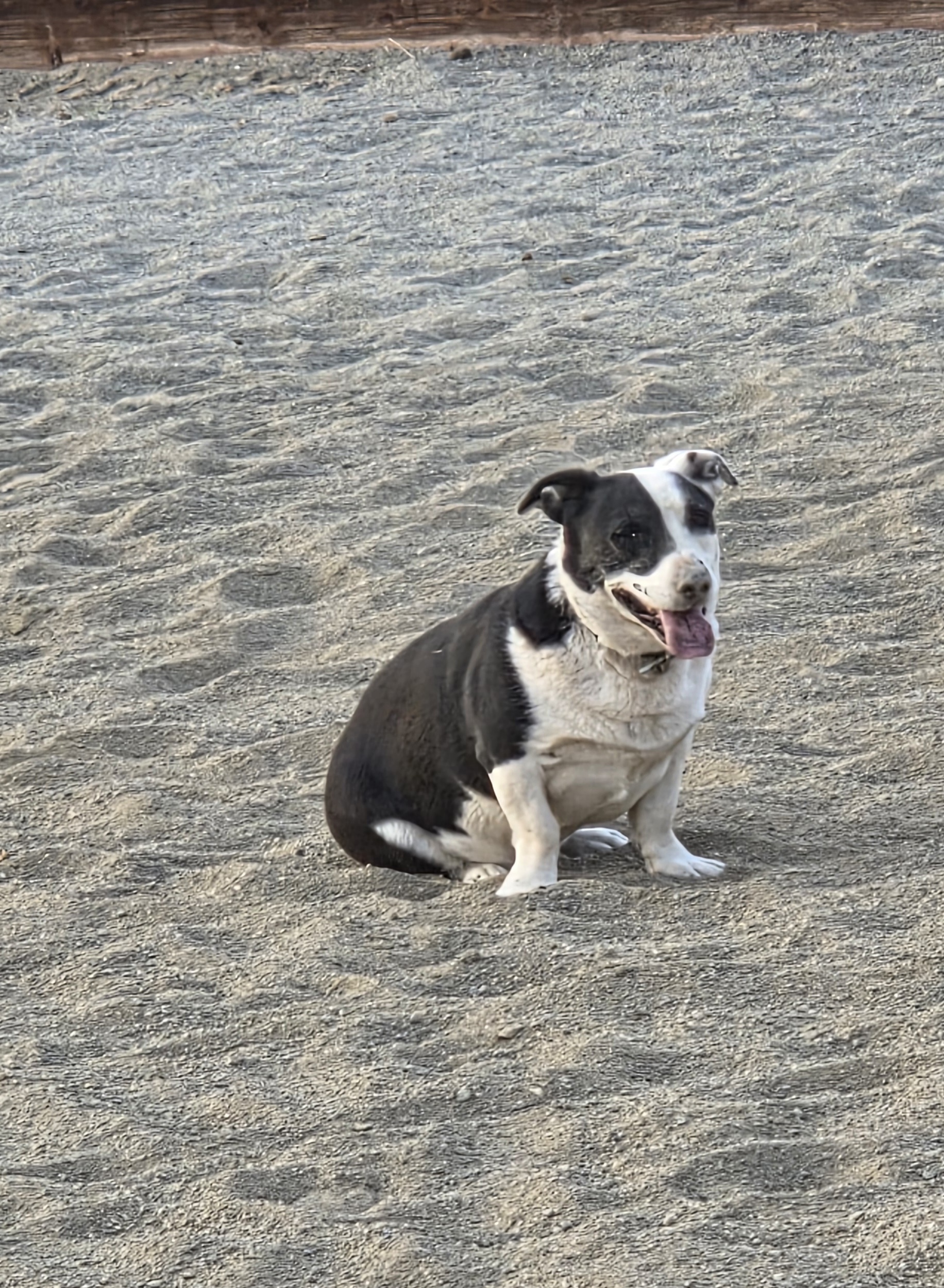 Dogs at Offshore Equine